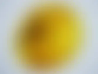 Leaf and Cricket Inclusion in Amber 