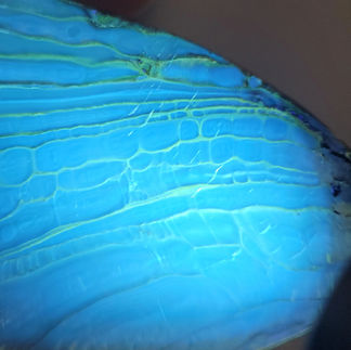 Backside of Dominican amber dinosaur figurine under UV light