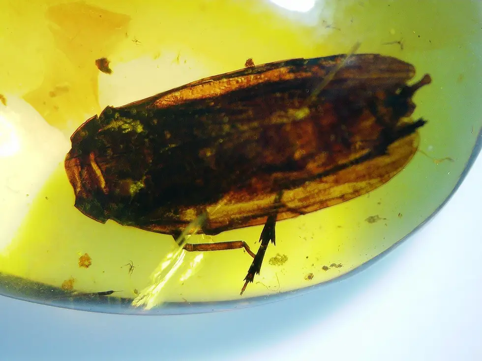 Large Museum-Clarity Cicada in yellow Burmese amber.