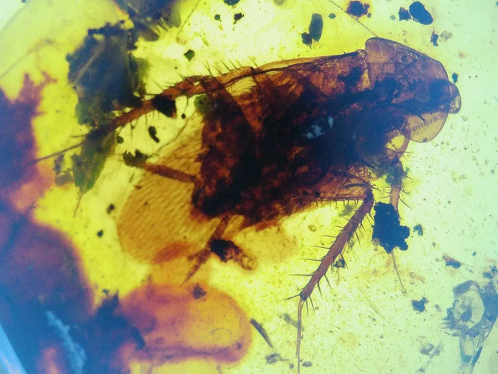 Large cockroach in amber excellent clarity in Burmese amber 