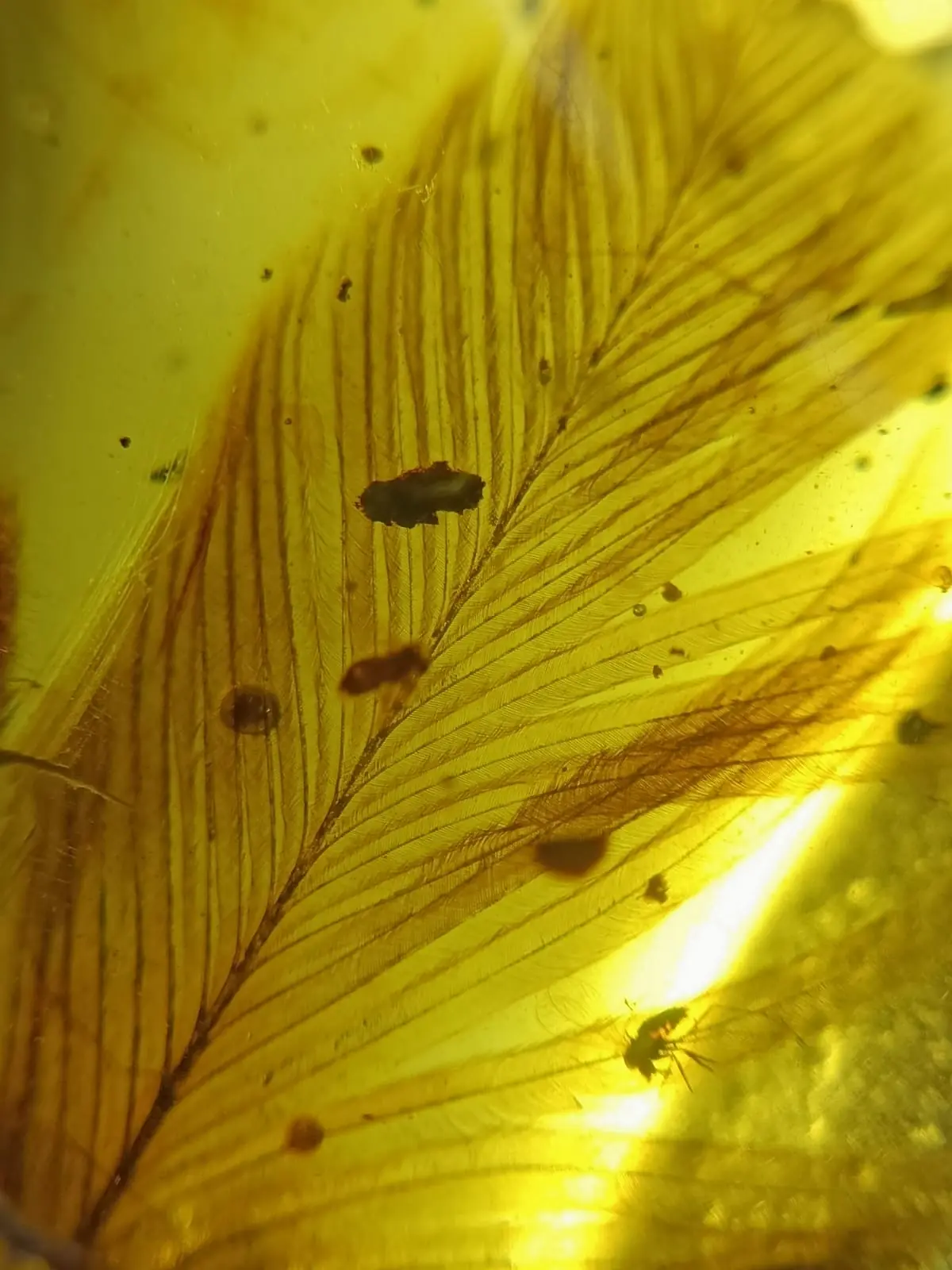 Feather and a flying insect in Amber