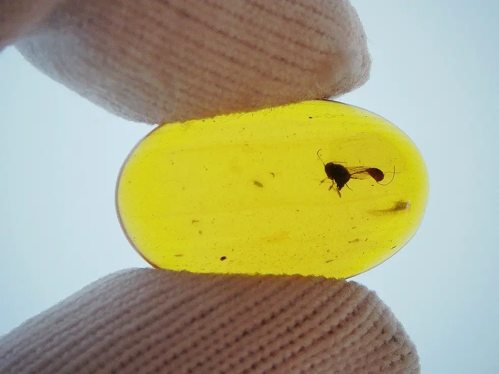 Rare parasitic wasp, with sinched waist
