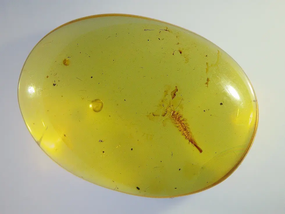 Betel Larva Inclusion in Amber 