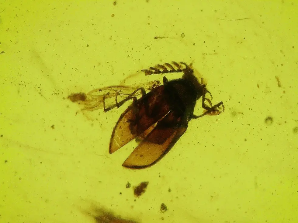 Rare ripiphoridae beetle with perfect antennae very rare species