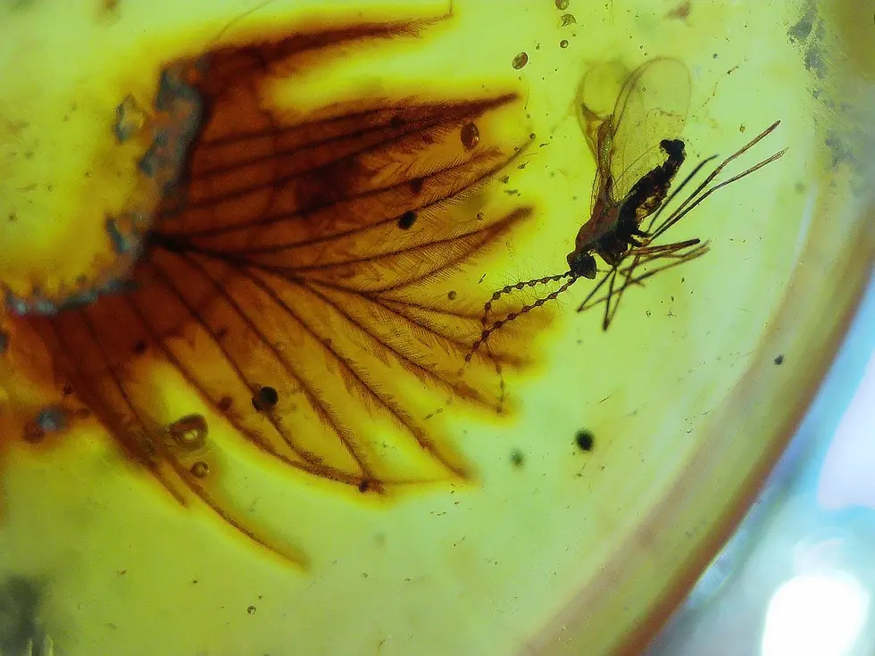 Tip of the feather trapped in amber and set in size silver ring 