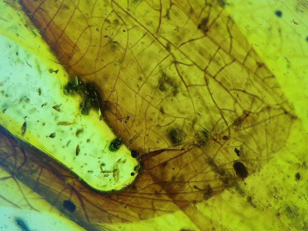 Possible Fagaceae leaf material in Burmese amber.