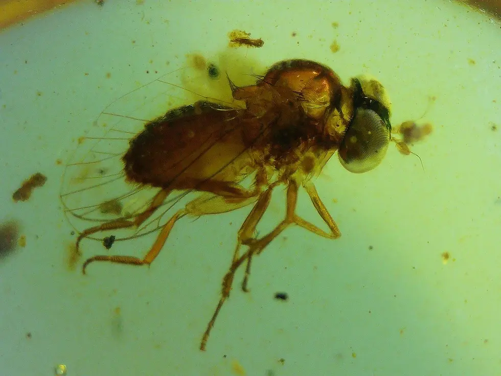 Tick, Fly, and roach in amber