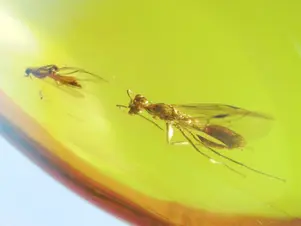A wasp and a fly in amber