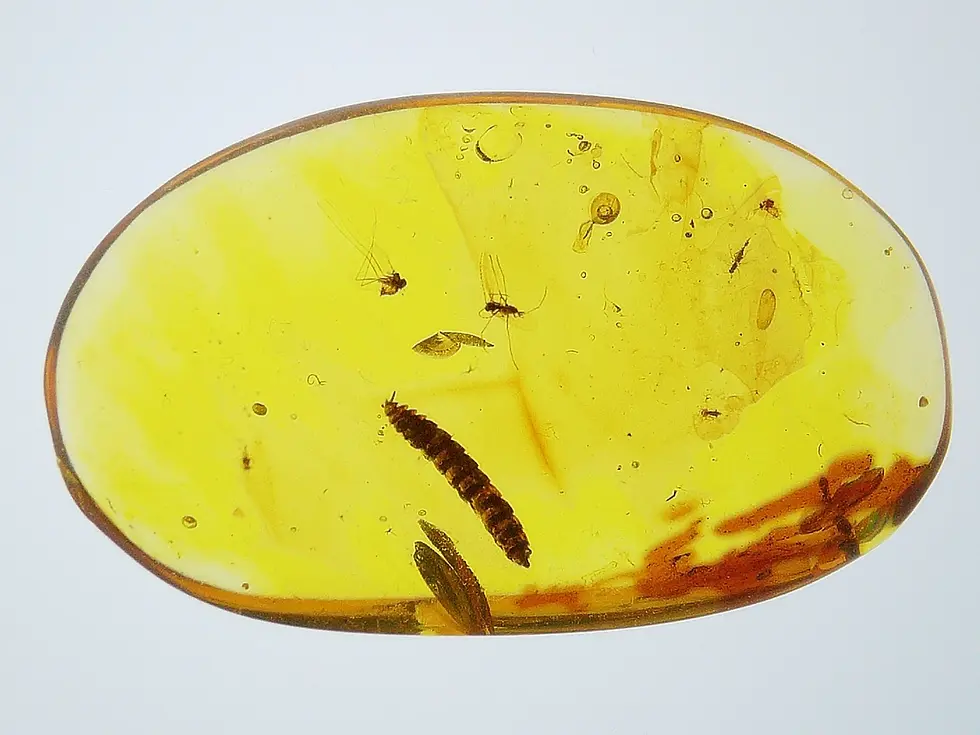 Rare Insect inclusion in amber.