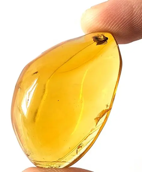 Roach at the edge of the Amber