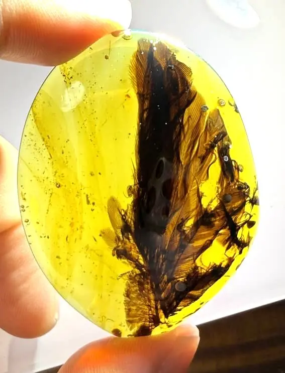 Rare inclusion of Feather with some bones of an insect in Amber