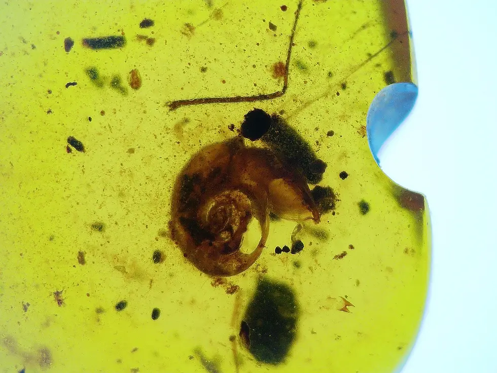 Partial snail shell in amber