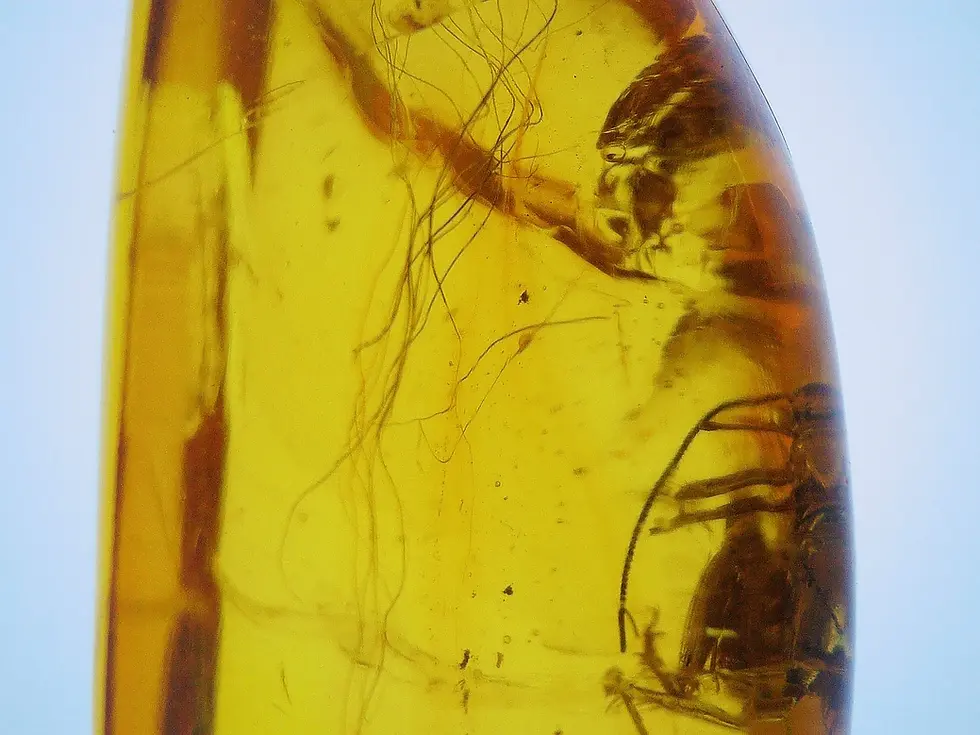 Tuft of mammal hair in amber with cricket