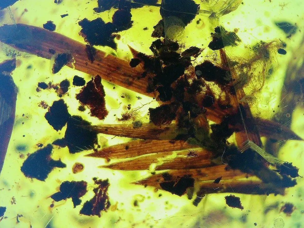 Large pine leaves clear amber slab.
