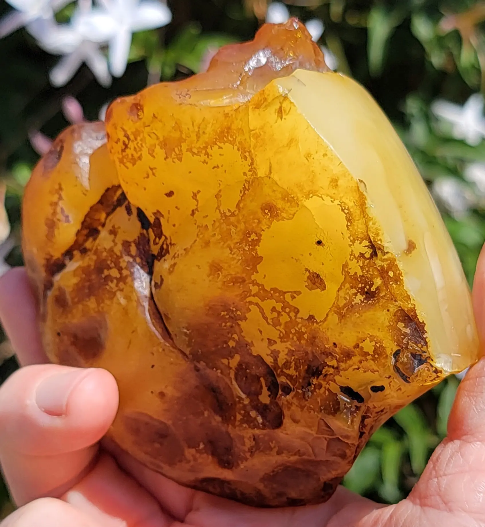 AAA Butterscotch Baltic Amber