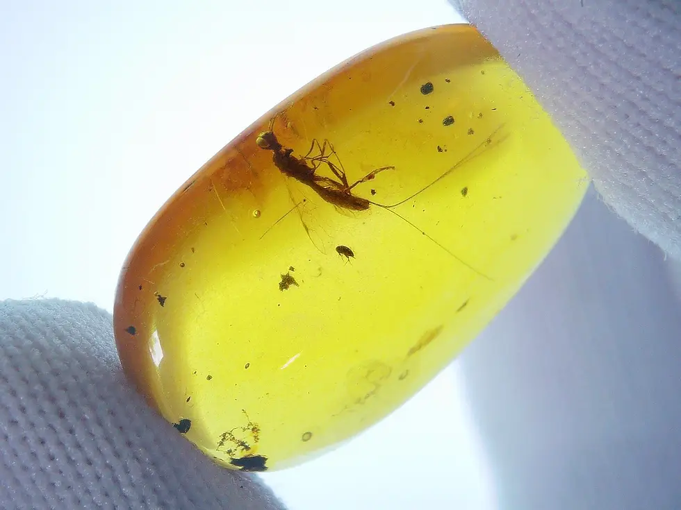 Rare female parasitotic wasp (hymenoptera) with 3 tails in Burmese amber