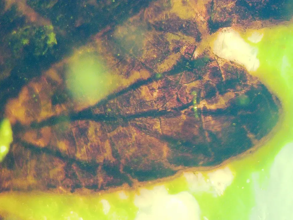 100 million year old fern trapped in amber set in silver