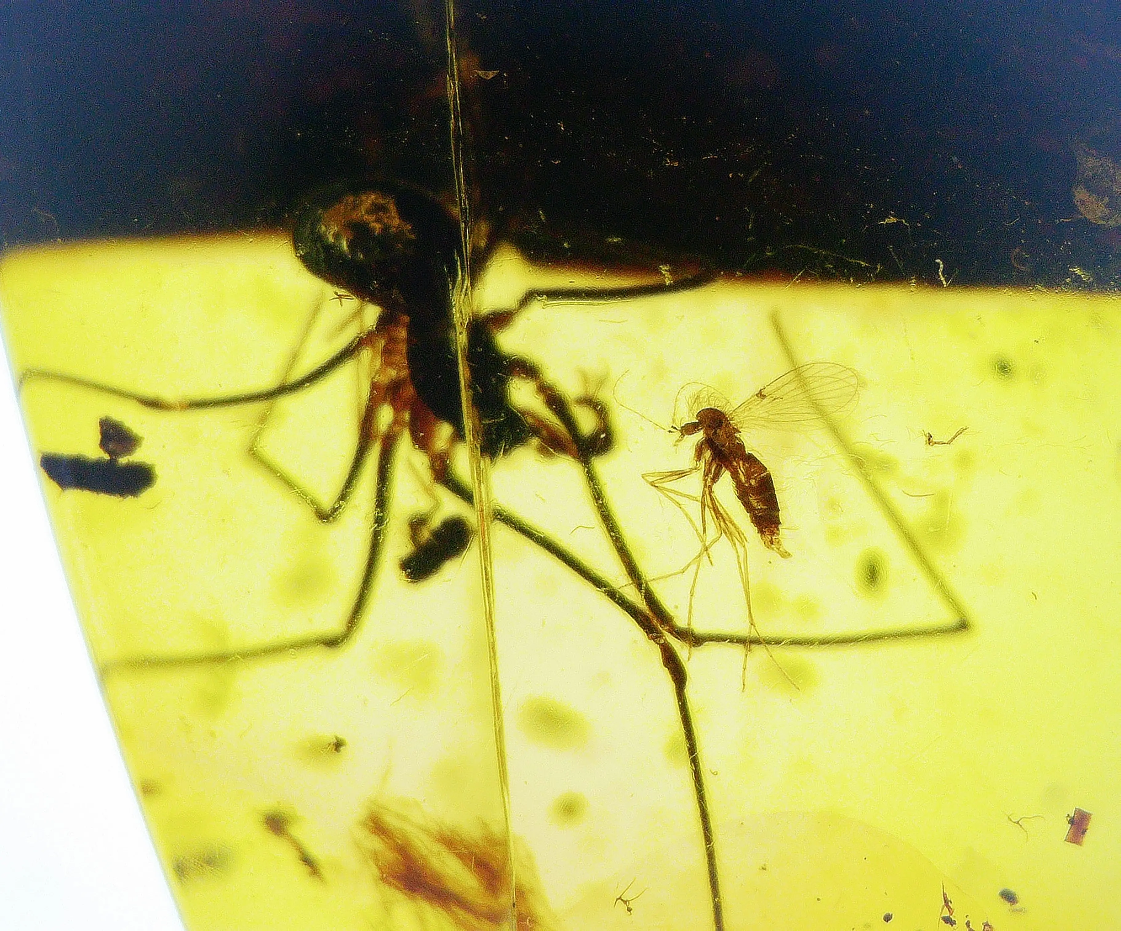 Spider and mosquito inclusion in amber