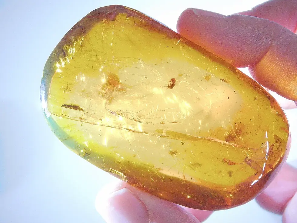 Spider web and eaten insects trapped in Burmese Amber 