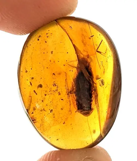 Complete Roach inclusion in Amber