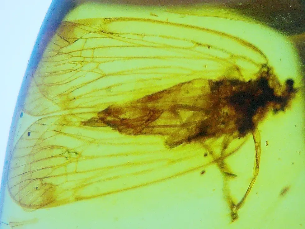 Museum-Clarity diptera fly with long wings.