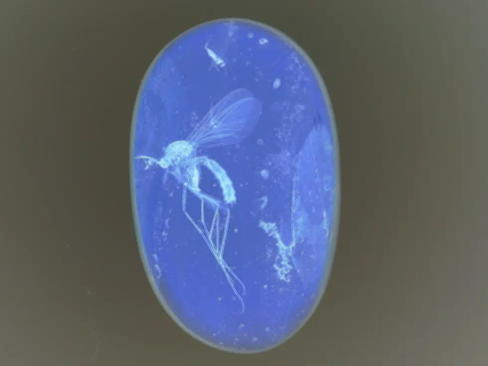 Museum Grade Diptera inclusion