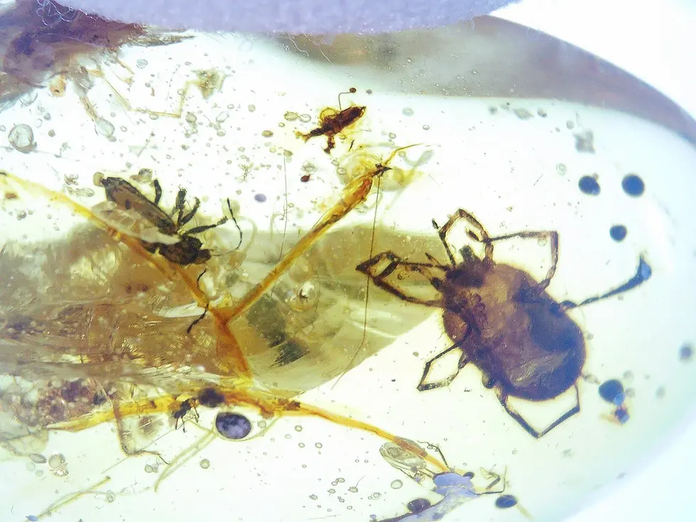Parasitic horsehair worm trapped in amber alongside tick