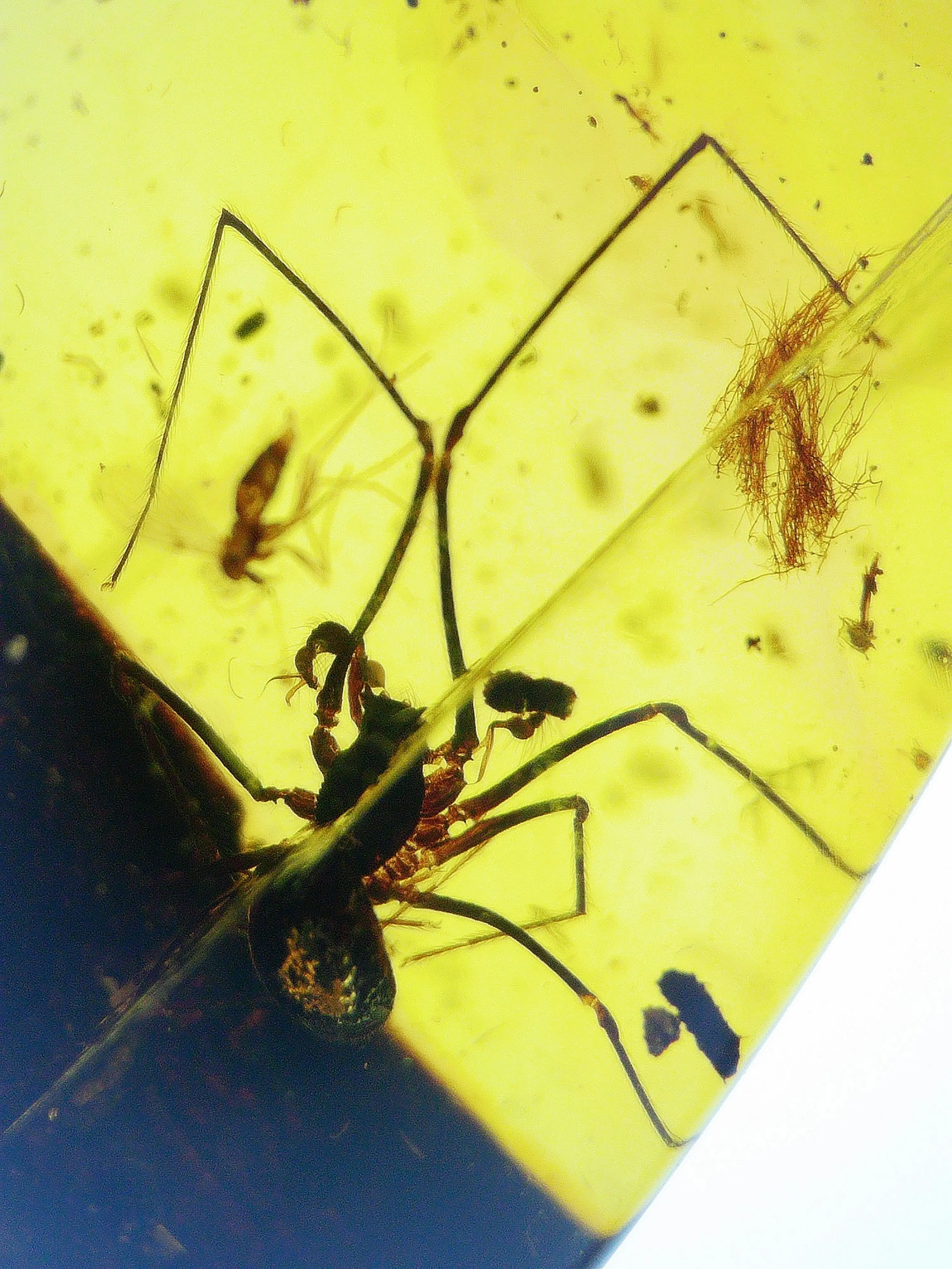 Zoomed Image of Spider and mosquito inclusion in amber