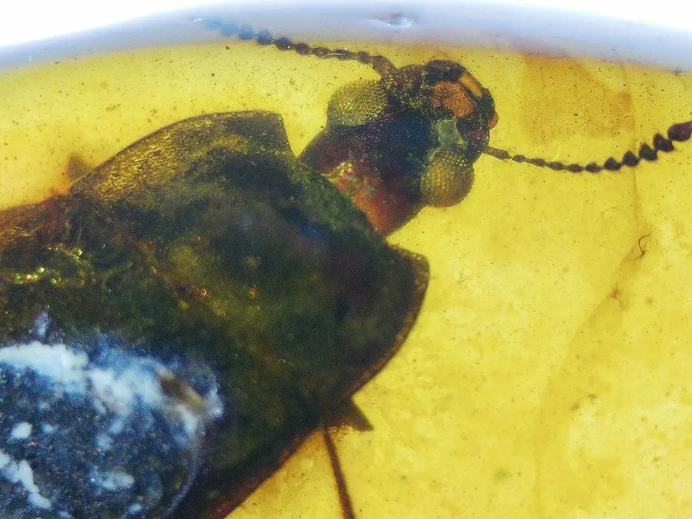 Museum clarity beetle with amazing face, from Myanmar.