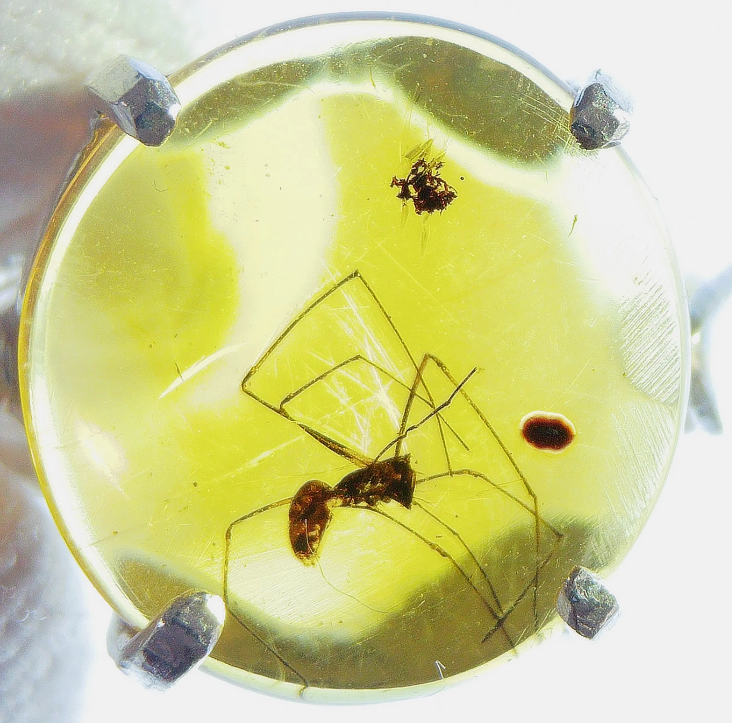 Spider inclusion in 925 silver amber ring