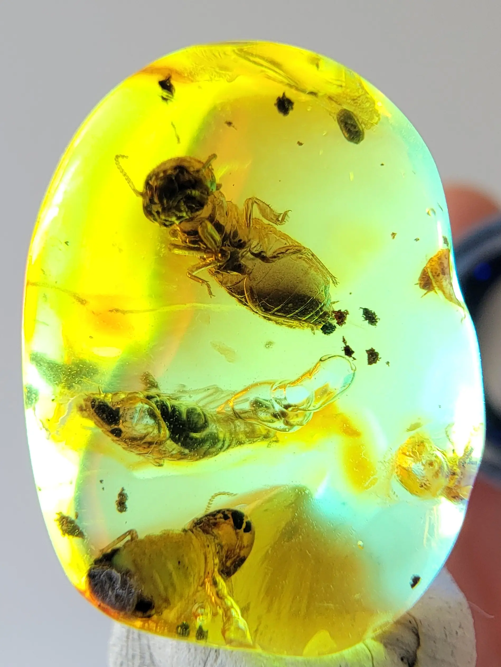 Rare Three Termites in Amber Under a Flashlight