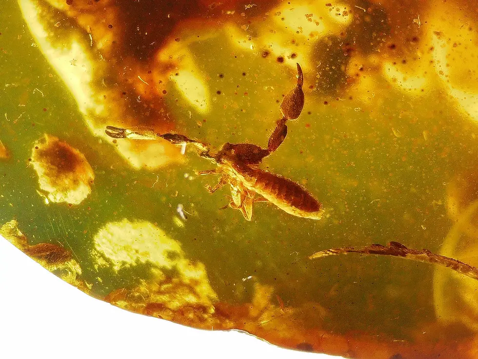 Two museum grade pseudoscorpion in Burmese amber