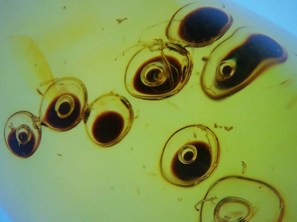 Museum-Grade enhydros with dark spot in each bubble in Dominican amber.