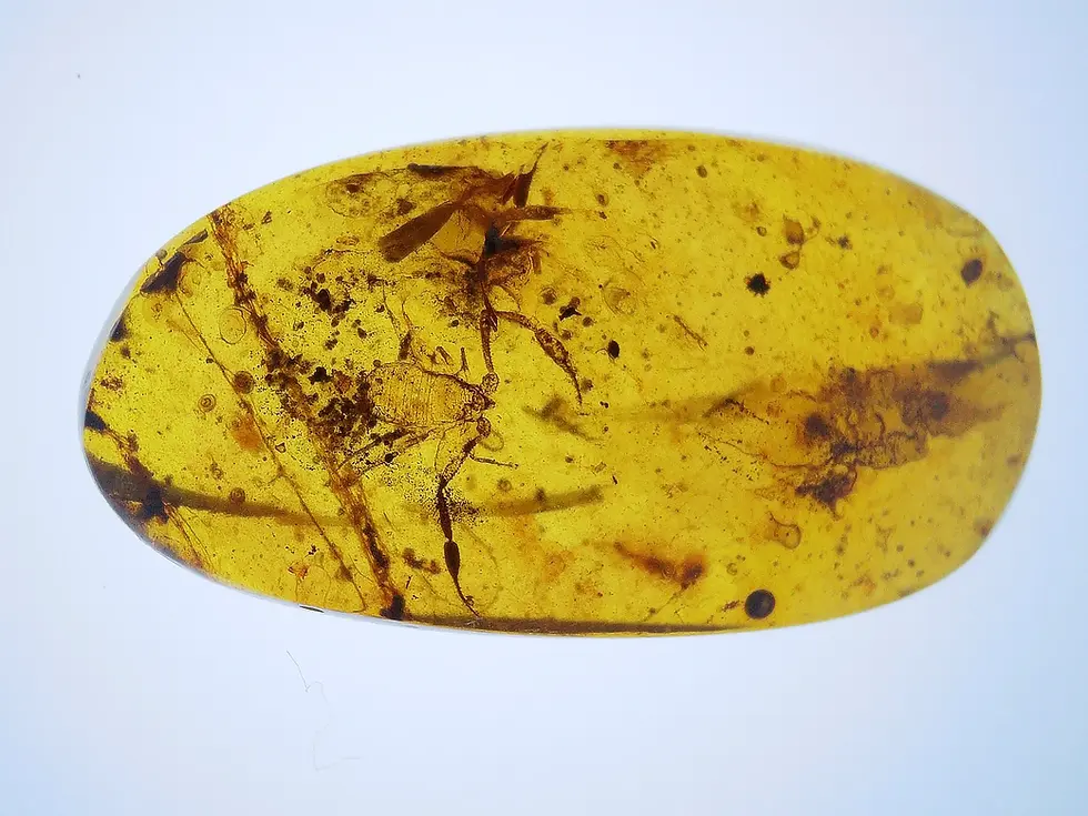 Rare pseudoscorpion in amber