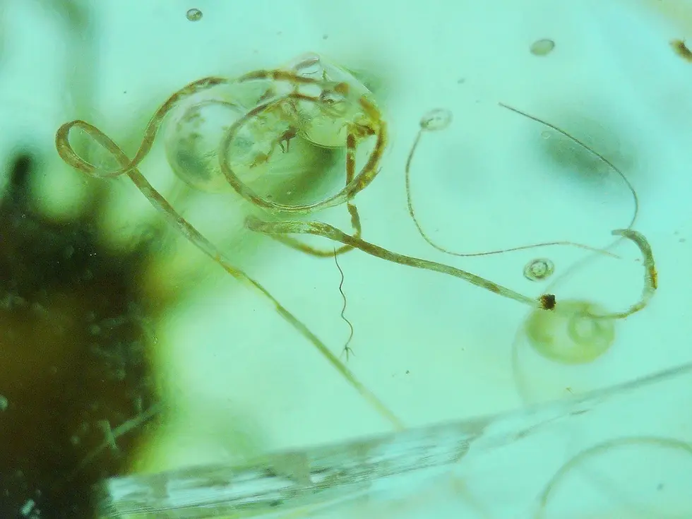 Parasitic horsehair worm trapped in amber alongside tick