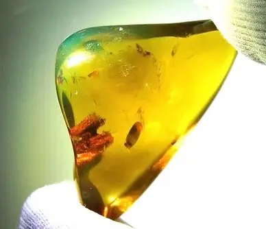 Rare Green Mexican Amber with insect inside of it