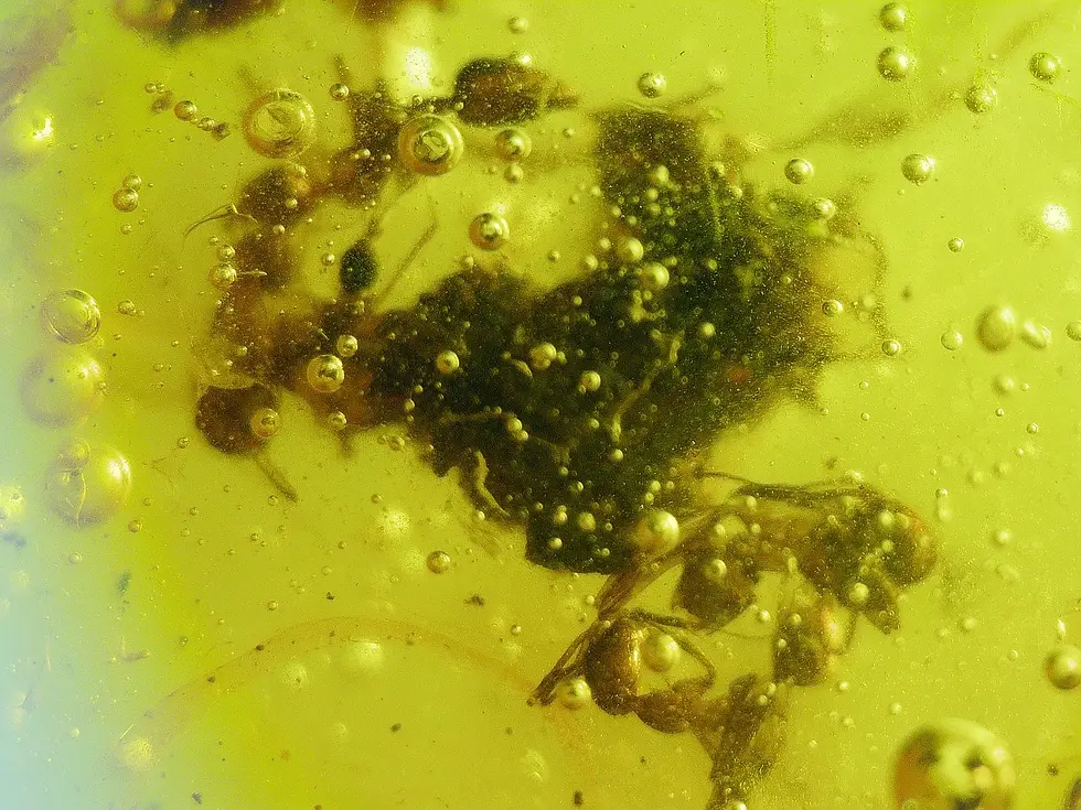 Microscopic Image of Ants and insects 