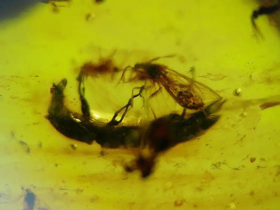 Possible rare female blood sucking mosquito in amber