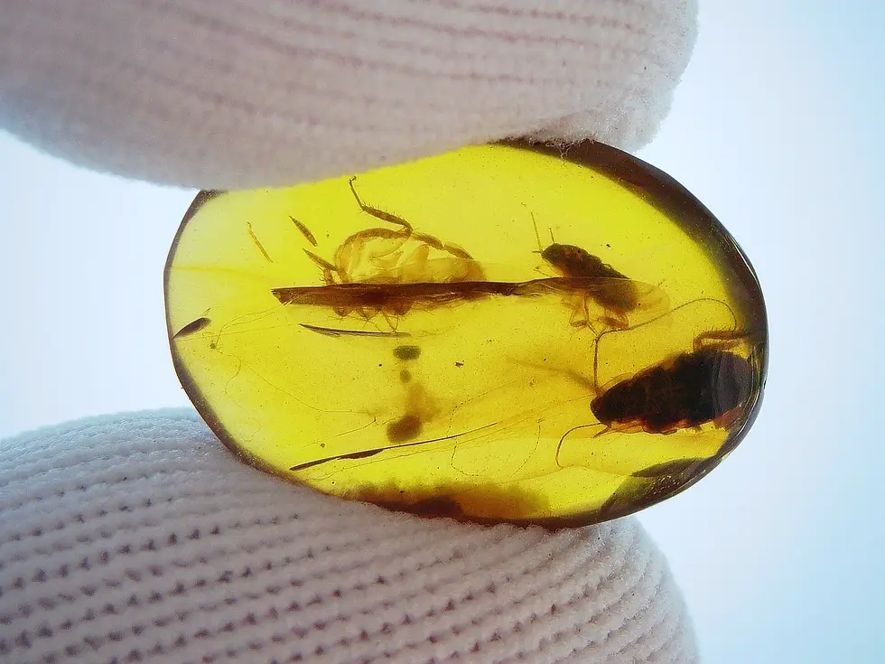 Clear roach molt.