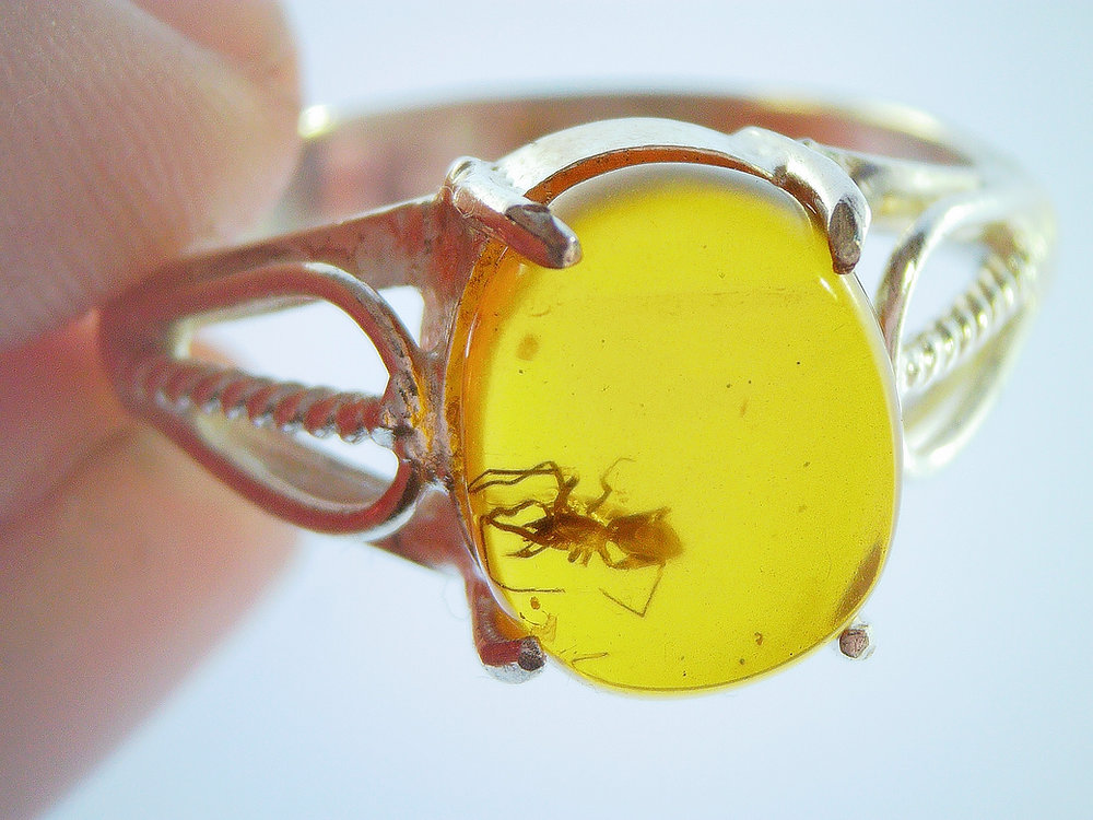 Rarest Amber Fossils of the Week, 4 August 2026