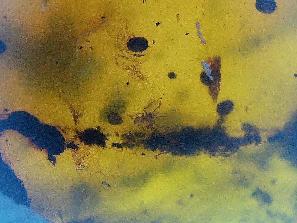 Museum grade crane fly in amber.