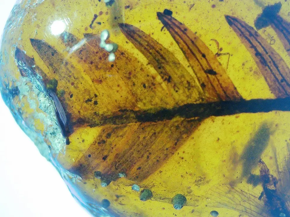 Burmese amber with museum grade leaf inclusion