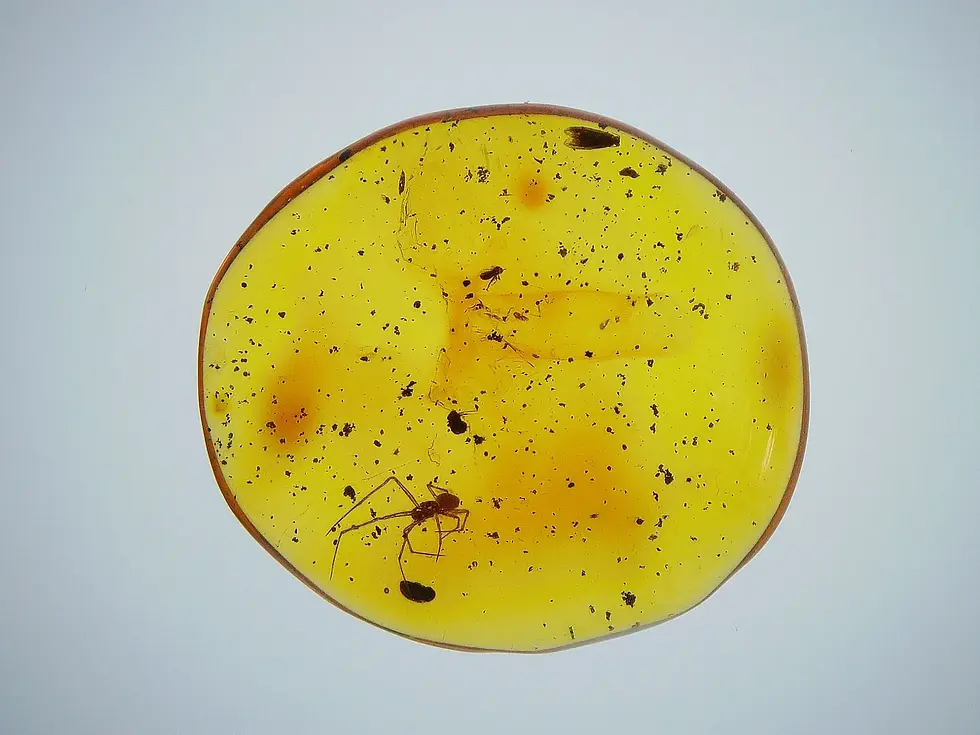 Museum grade Spider in amber