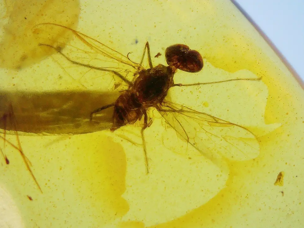 Possible rare robber Fly in amber