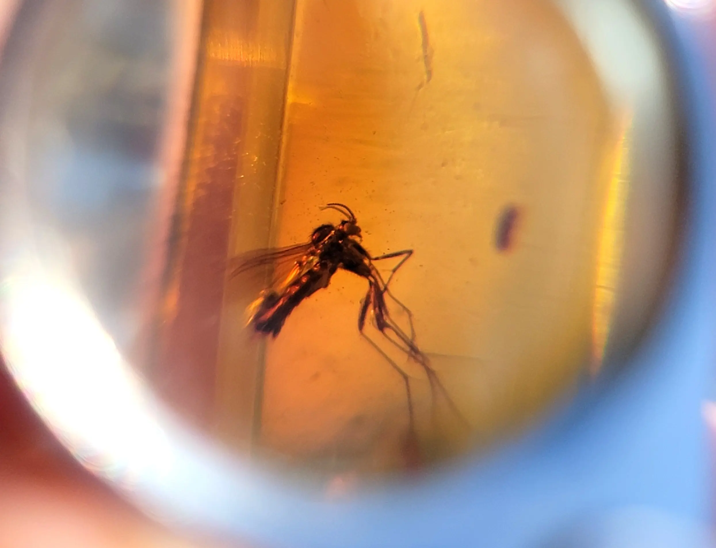 Intact Mosquito inclusion in Amber