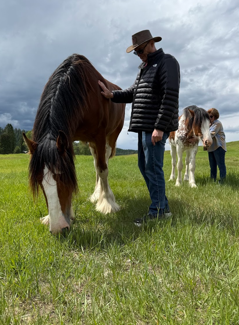 My Favorite Clydesdale and fillies behind me