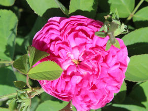 essbare Rose für den Garten 'Rose de Resht'