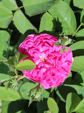 essbare Rose für den Garten 'Rose de Resht'