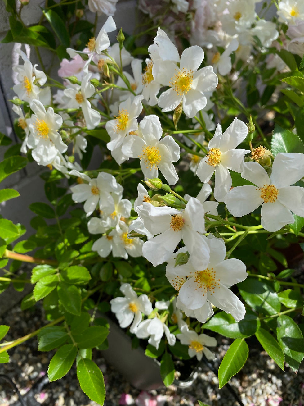 Rose; Snow Star; Lens Roses; bienenfreunlich; ungefüllt; weiß; gelbe Staubgefäße; Hagebutten bildend; Bodendeckerrose