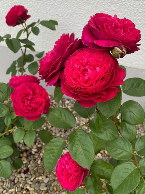 Andre Rieu als Containerrose – pink-rote Beetrose mit dicht gefüllten Blüten, auch perfekt für die Vase